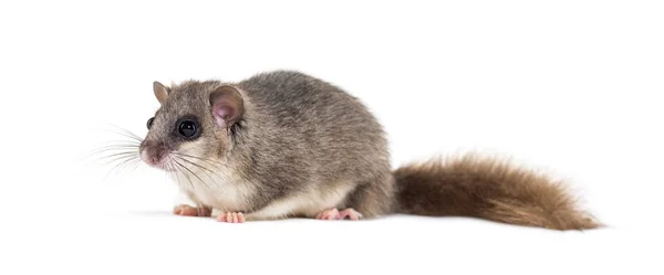 Essbarer Siebenschläfer oder fetter Siebenschläfer, glis glis — Stockfoto