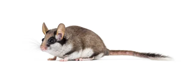 Garden Dormouse, Eliomys Quercinus, frente al fondo blanco — Foto de Stock