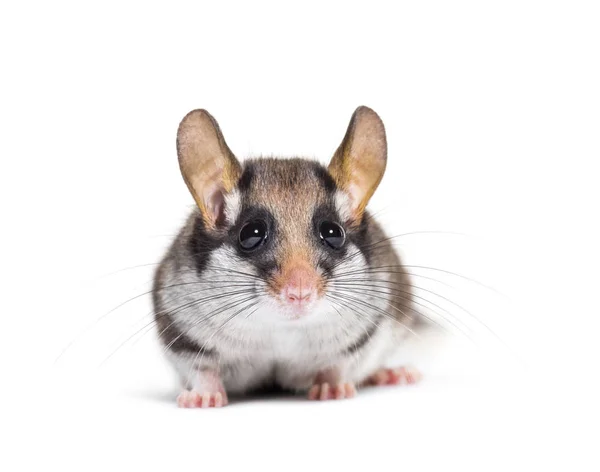 Garden Dormouse, Eliomys Quercinus, frente al fondo blanco —  Fotos de Stock