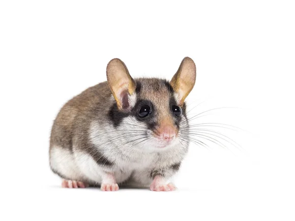 Garden Dormouse, Eliomys Quercinus, frente al fondo blanco — Foto de Stock