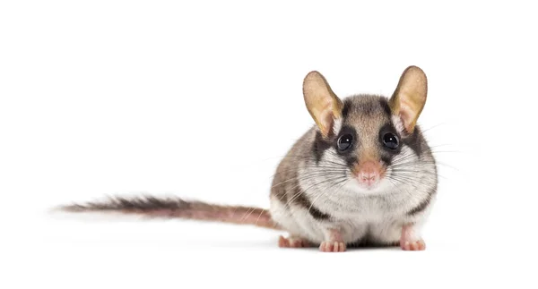 Garden Dormouse, Eliomys Quercinus, em frente ao fundo branco — Fotografia de Stock