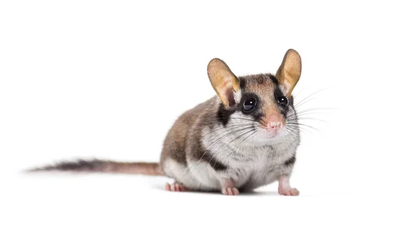 Garden Dormouse, Eliomys Quercinus, frente al fondo blanco — Foto de Stock