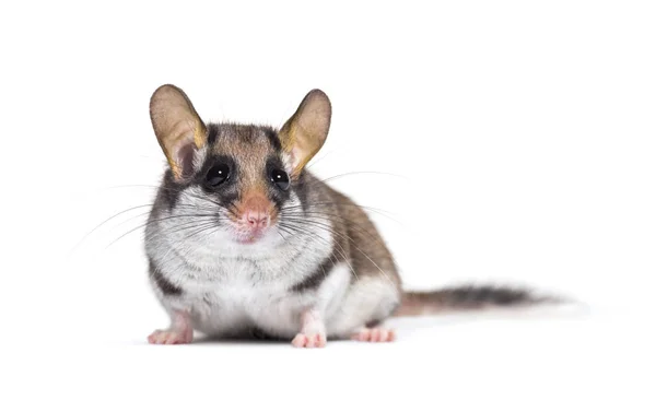 Garden Dormouse, Eliomys Quercinus, em frente ao fundo branco — Fotografia de Stock