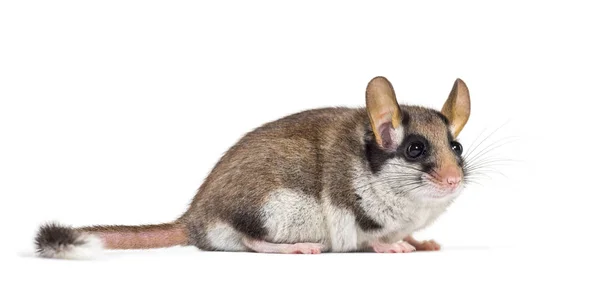 Garden Dormouse, Eliomys Quercinus, frente al fondo blanco —  Fotos de Stock