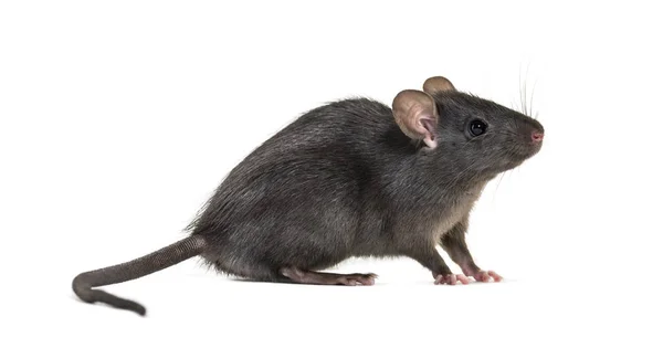 Ratto nero, Rattus rattus, davanti allo sfondo bianco — Foto Stock