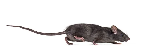 Black rat, Rattus rattus, in front of white background — Stock Photo, Image