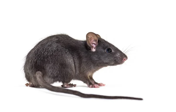 Zwarte rat, Rattus rattus, voor witte achtergrond — Stockfoto