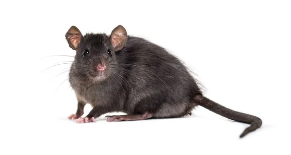 Rato negro, Rattus rattus, em frente ao fundo branco — Fotografia de Stock