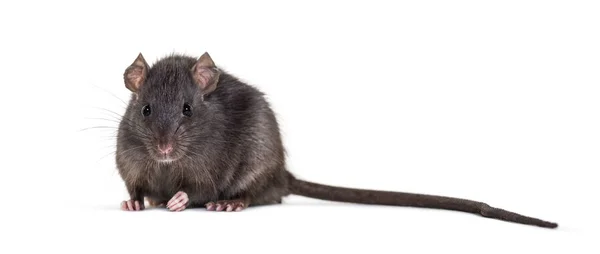 Rata negra, Rattus rattus, sentada frente al fondo blanco — Foto de Stock