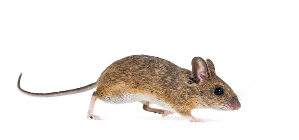 Eurazjatycka mysz, gatunki Apodemus, przed białym tłem — Zdjęcie stockowe