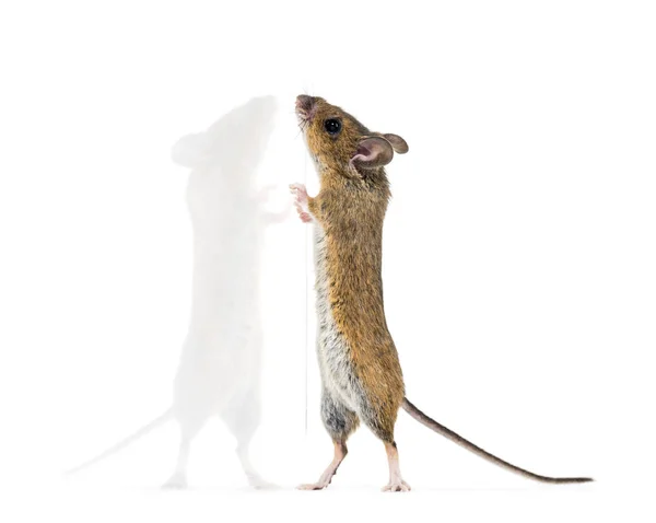Rato eurasiano, espécie Apodemus, nas patas traseiras em frente ao branco — Fotografia de Stock
