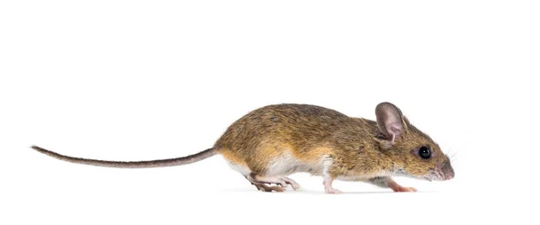 Euraziatische muis, Apodemus soort, voor witte achtergrond — Stockfoto