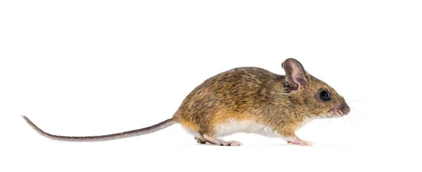 Eurazjatycka mysz, gatunki Apodemus, przed białym tłem — Zdjęcie stockowe