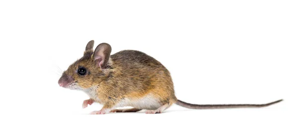 Eurasische Maus, apodemus-Art, vor weißem Hintergrund — Stockfoto