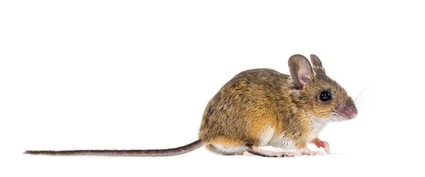 Ευρασιατικό ποντίκι, είδος Apodemus, μπροστά από το λευκό φόντο — Φωτογραφία Αρχείου