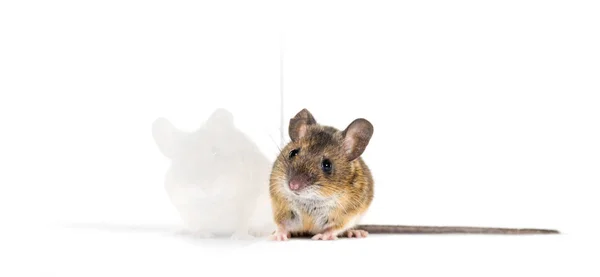 白の背景の前にユーラシアマウス、アポデムス種 — ストック写真