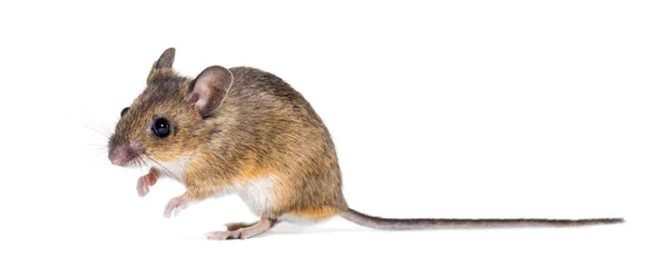 Souris eurasienne, espèce Apodemus, assise devant blanc — Photo