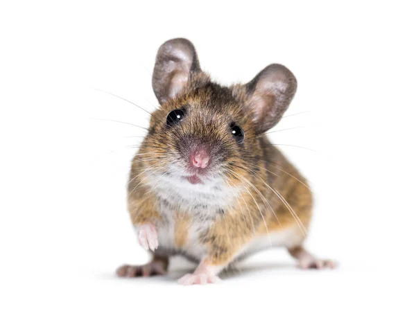 Ευρασιατικό ποντίκι, είδος Apodemus, μπροστά από το λευκό φόντο — Φωτογραφία Αρχείου