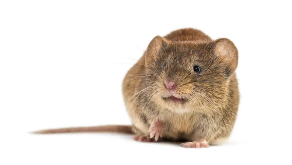 Bank vole, Myodes glareolus; korábban Clethrionomys glareolus — Stock Fotó