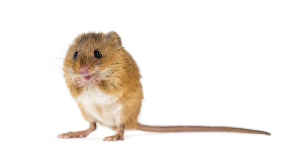 Eurasian harvest mouse, Micromys minutus, isolated on white — Stock Photo, Image