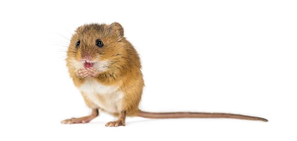 Евразийская мышь урожая, Micromys minutus, груминг — стоковое фото