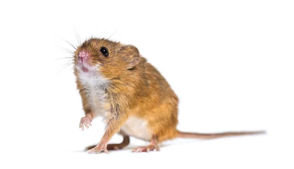 Euraziatische oogstmuis, Micromys minutus — Stockfoto