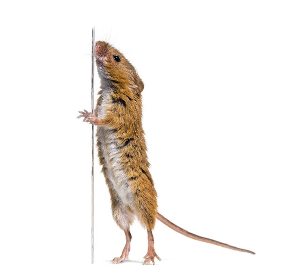 Eurasische Erntemaus, micromys minutus, schaut auf — Stockfoto