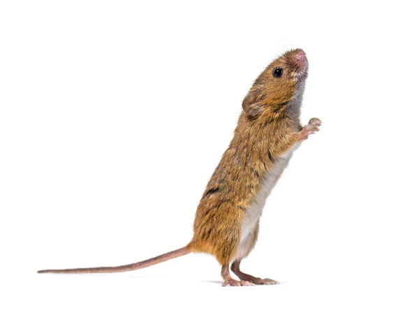 Rato de colheita eurasiano (Micromys minutus ) — Fotografia de Stock