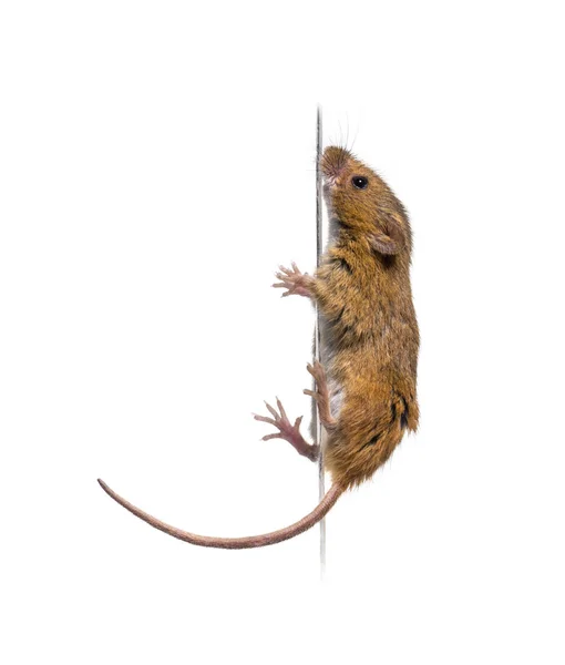 Euraziatische oogstmuis, Micromys minutus, klimmen — Stockfoto