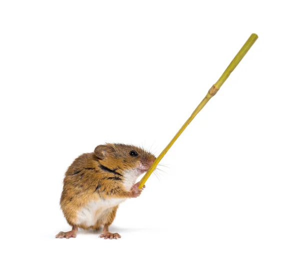 Eurasian harvest mouse, Micromys minutus, holding twig — Stock Photo, Image