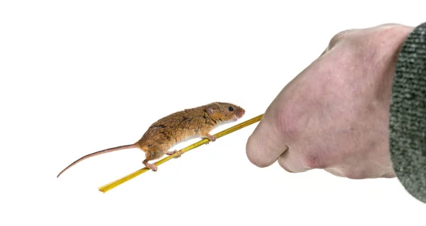 Eurasian harvest mouse, Micromys minutus, climbing twig — Stock fotografie