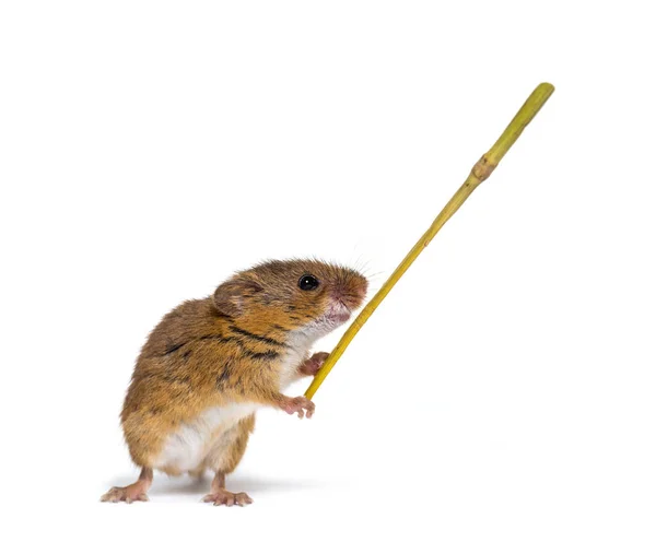 Eurazjatycka mysz żniwa, Micromys minutus, trzymająca gałązkę — Zdjęcie stockowe