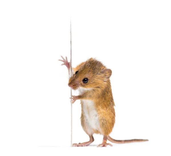 Ποντίκι ευρασιατικής συγκομιδής, Micromys minutus, απομονωμένο σε λευκό — Φωτογραφία Αρχείου