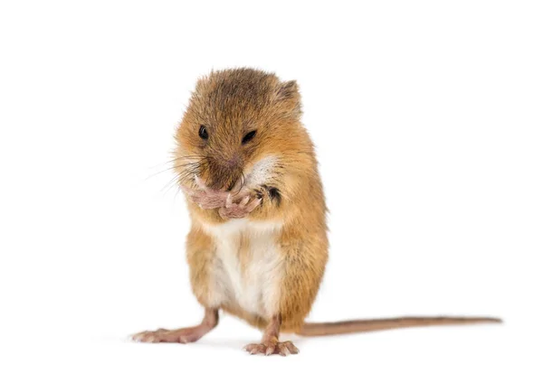 Eurasian harvest mouse, Micromys minutus, grooming — Stock Photo, Image