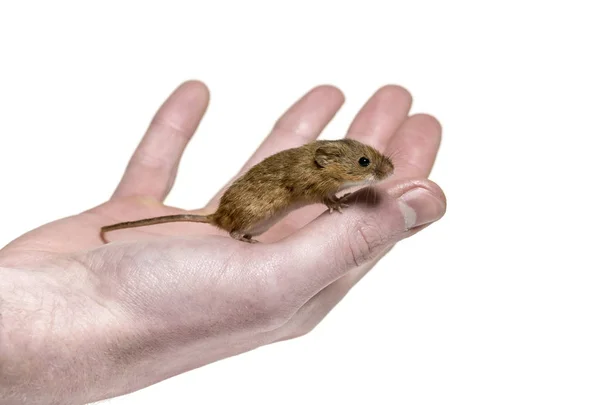 欧亚收获鼠标在手，Micromys minutus — 图库照片