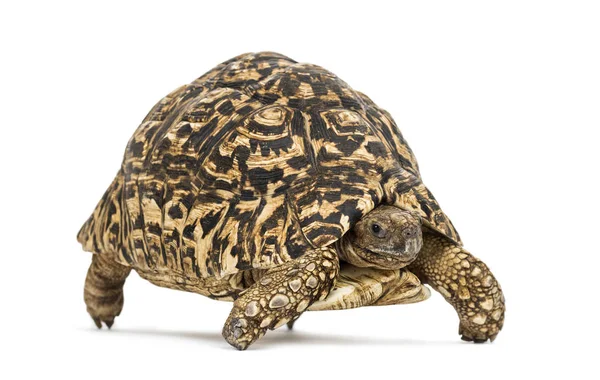 Леопардовая черепаха, Stigmochelys pardalis, выделена на белом — стоковое фото