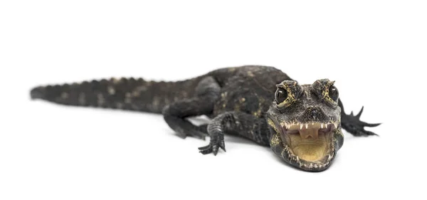 Карликовый крокодил, Osteolaemus tetraspis, изолированный на белом — стоковое фото