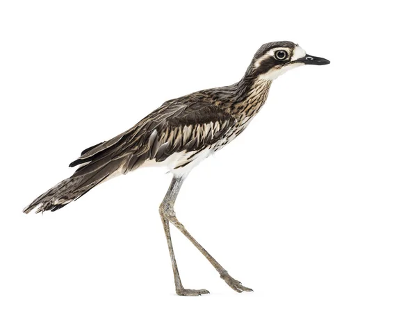 Peruvian thick-knee, Burhinus superciliaris, walking — Stock Photo, Image