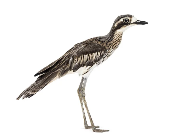 Peruvian thick-knee, Burhinus superciliaris standing — Stock Photo, Image