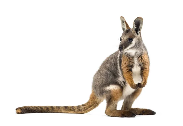 Wallaby de patas amarillas, Petrogale xanthopus, canguro — Foto de Stock