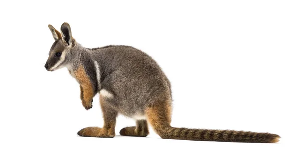 Yellow-footed rock-wallaby, Petrogale xanthopus, kangaroo — Zdjęcie stockowe