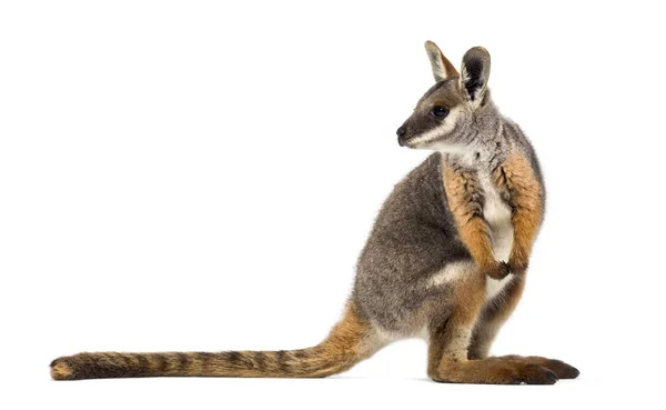 Yellow-footed rock-wallaby, Petrogale xanthopus, kangaroo — Stock Fotó
