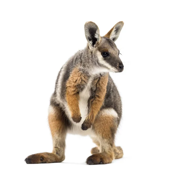 Rocha-wallaby de pés amarelos, Petrogale xanthopus, canguru — Fotografia de Stock