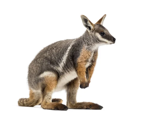 Rocha-wallaby de pés amarelos, Petrogale xanthopus, canguru — Fotografia de Stock