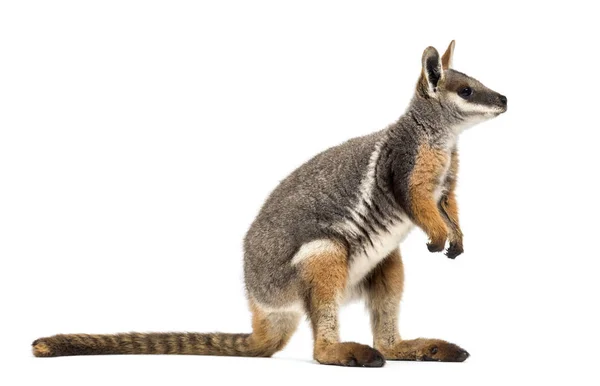 Rocha-wallaby de pés amarelos, Petrogale xanthopus, canguru — Fotografia de Stock