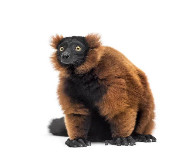 Red ruffed lemur, Varecia rubra, sitting, isolated on white — Stock Photo, Image