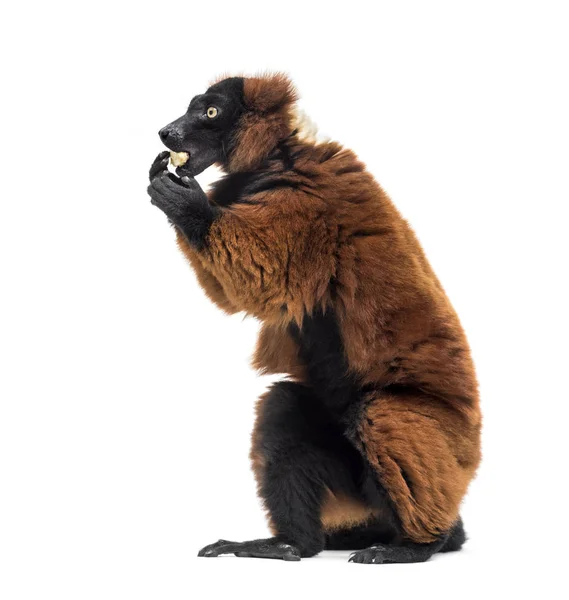 Red ruffed lemur, Varecia rubra, eating against white background — Stock Photo, Image