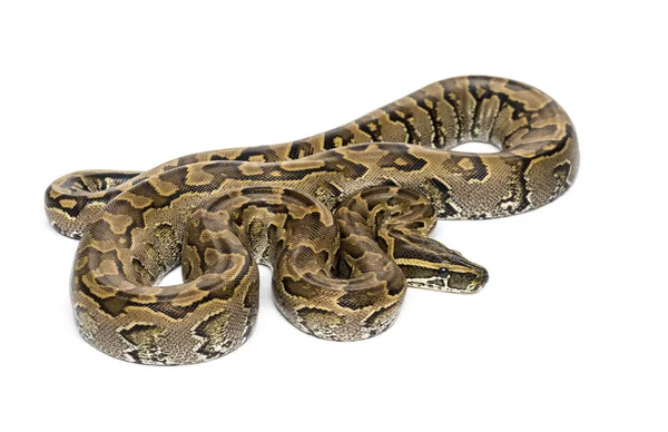 Boa madagascariensis, Sanzinia madagascariensis, serpente — Fotografia de Stock