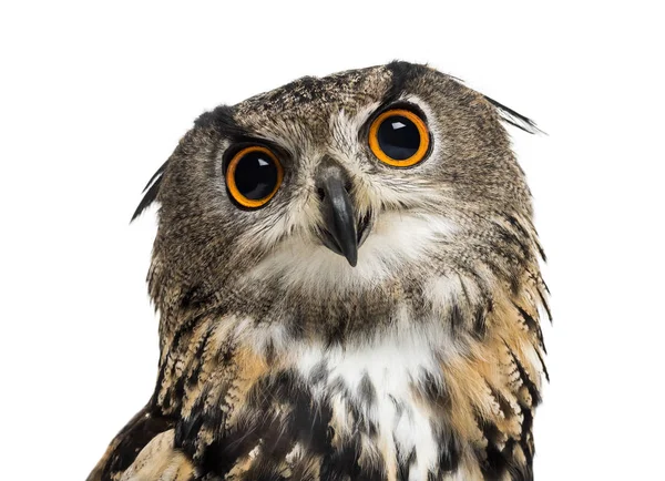 Eurasian eagle-owl, Bubo bubo, is a species of eagle-owl — Stock Photo, Image