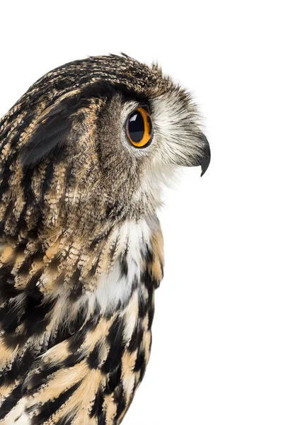 Eurasian eagle-owl, Bubo bubo, je druh orlí sovy — Stock fotografie